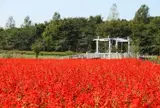 10月　大宮花の丘農林公苑