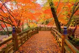 11月　熱海梅園
