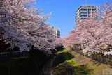 4月　乞田川桜並木