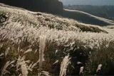 10月　仙石原すすき草原