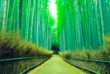嵯峨野 竹林の道