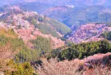 吉野山 上千本