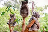 WILD LIFE Sydney Zoo（ワイルドライフ・シドニー動物園）