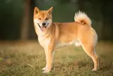 芝犬