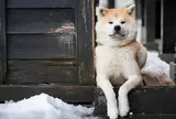 秋田犬