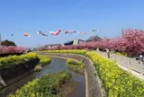 免々田川の河津桜