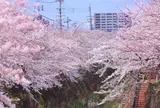 山崎川四季の道
