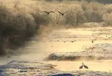 音羽橋のタンチョウ