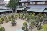 春花園 BONSAI 美術館