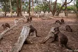 カンガルー・アイランド・ワイルドライフ・パーク