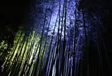 竹林の小径