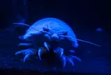 沼津港深海水族館