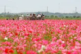 笠岡ベイファーム