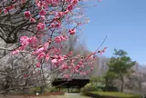 秩父ミューズパーク 梅園