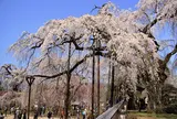 清雲寺 しだれ桜