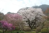長泉院 しだれ桜