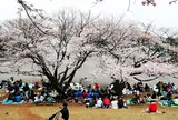 鷺沼公園