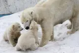 円山動物園