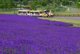 サッポロさとらんど