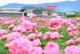 長沢町のシャクヤク