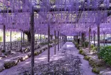 天王川公園の藤
