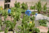 白馬五竜高山植物園