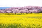 藤原宮跡　奈良