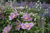 大阪府立花の文化園