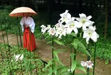 大神神社ささゆり園　奈良