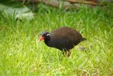 ヤンバルクイナ生態展示学習施設
