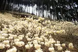 ミツマタ群生地