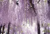 白井大町藤公園