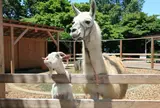宝登山小動物公園