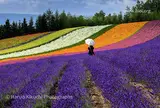 ファーム富田