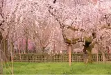近衛のしだれ桜