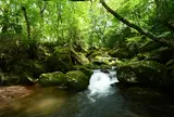 清流の森