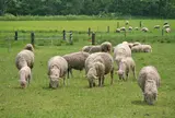 羊の牧場