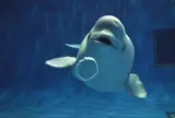 しまね海洋館アクアス