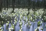 刺巻湿原ミズバショウ群生地