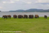 ミネリヤ