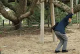 川棚のクスの森