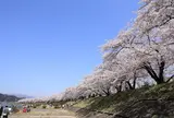 桧木内川堤ソメイヨシノ