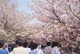 大阪 造幣局 桜の通り抜け