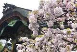 京都御所 桜