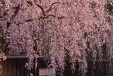 角館のシダレザクラ