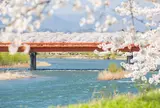 桧木内川桜並木