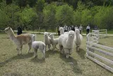 えこりん村