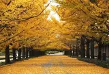 国営昭和記念公園