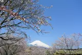 裾野市梅の里