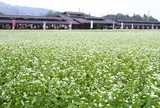 ちちぶ花見の里